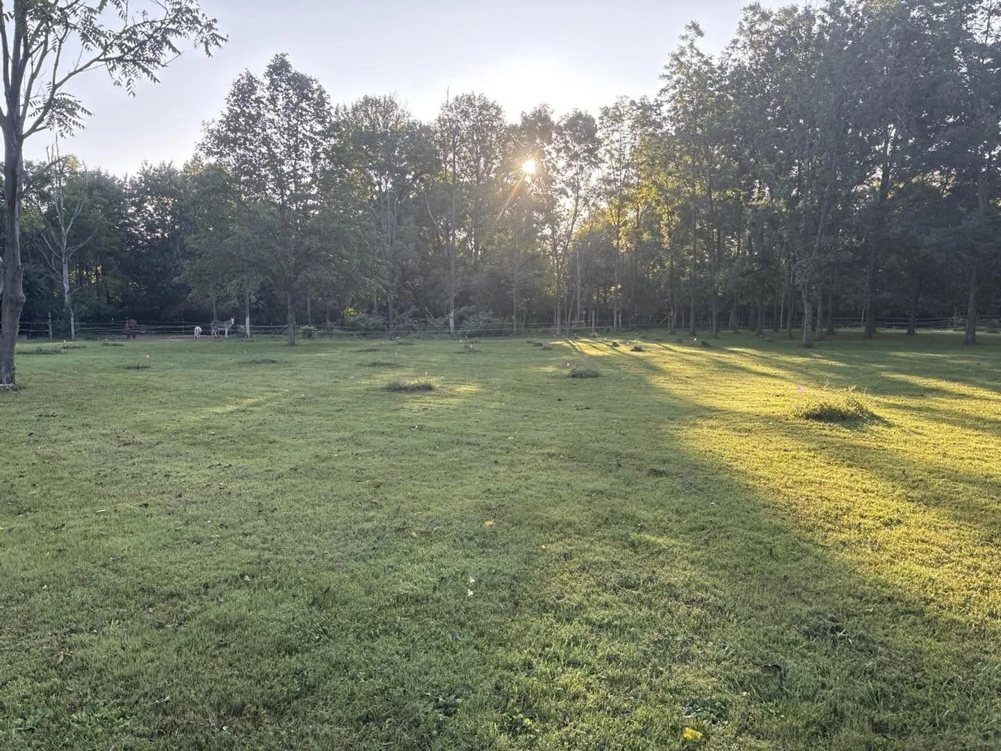 Property before 44 stump grinding project by Worley's Stump Grinding