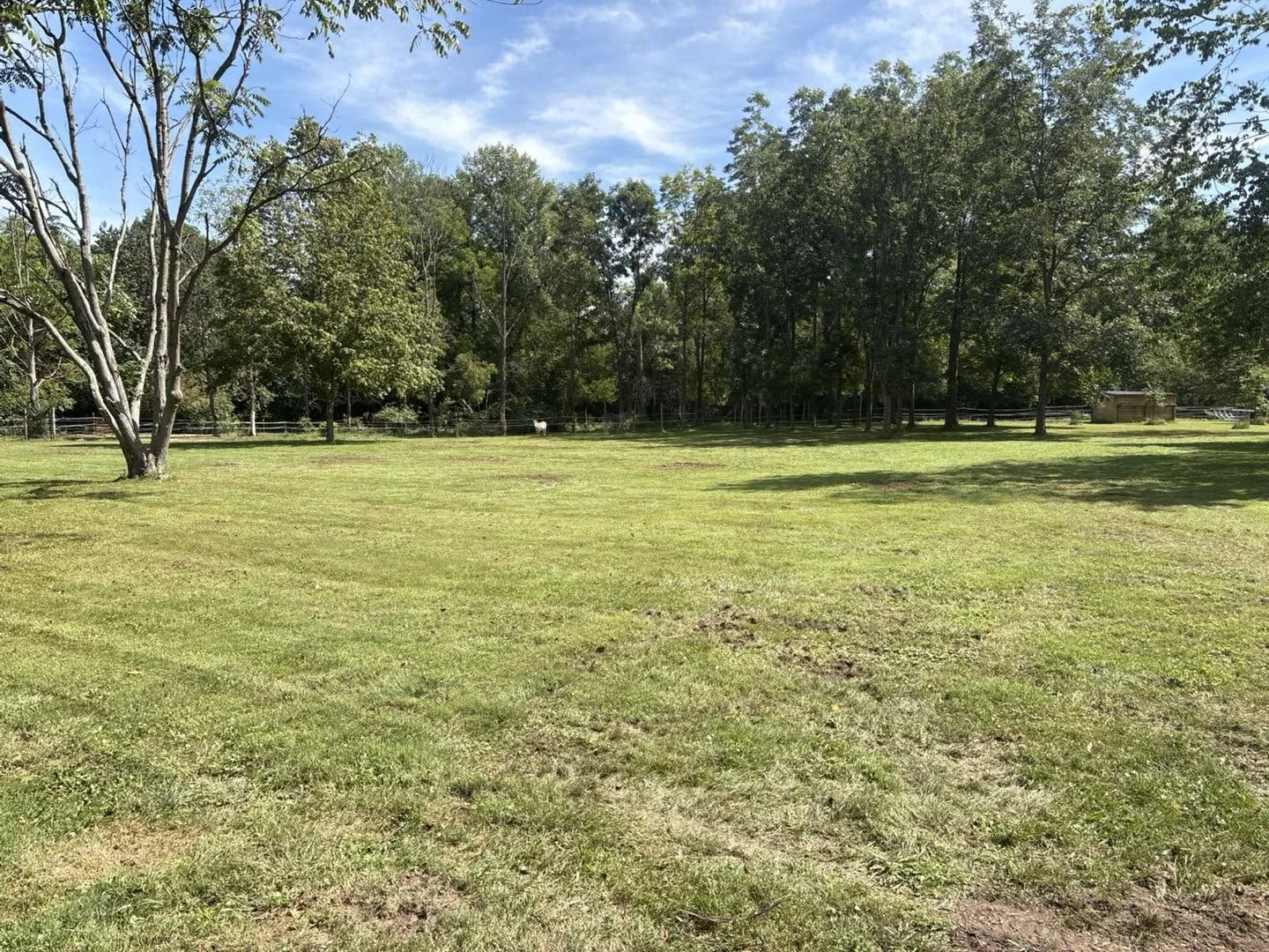Property after 44 stumps were ground by Worley's Stump Grinding