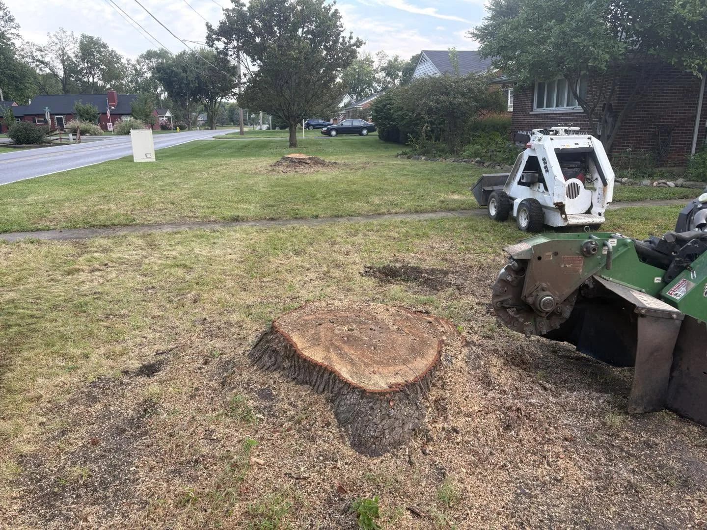 Tree stumps in a front yard beside the sidewalk before Worley's Stump Grinding began work