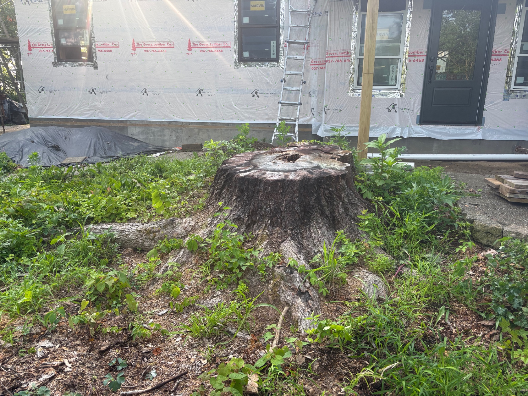 Before: massive oak stump in Richmond, IN